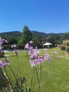 Alba Morus Bed e Breakfast sentiti a casa nel cuore della Toscana - Polvano