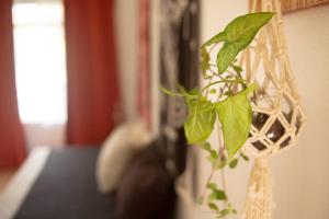 Cozy coworking Casa Alma near Lake Arenal, 2 bedroom 1 office, fiber optic, pet friendly