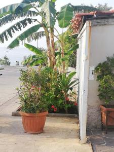 Appartamenti Tropea Gargano