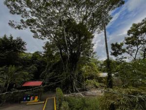 Los Amigos Jungle Hotel Tortuguero