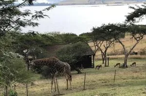 Hoopoe log cabin - Dalton