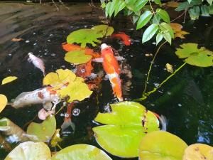 Sejours chez l'habitant Maison du jardin botanique : photos des chambres