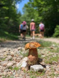 Maisons de vacances Maison les pieds dans l'eau : photos des chambres