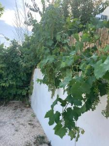 Appartements Quetzal, Clim, jardin et parking : photos des chambres