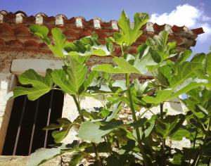 Maisons d'hotes L'Amiraute sur Baise : photos des chambres