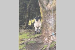 Glendyne Cottages, Highest Village in Scotland