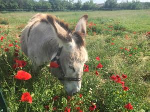 B&B / Chambres d'hotes La Fontaine des Oliviers : photos des chambres