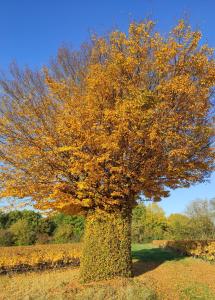 B&B / Chambres d'hotes Appartement Bagnols - Les Meubles des Pierres Dorees : photos des chambres