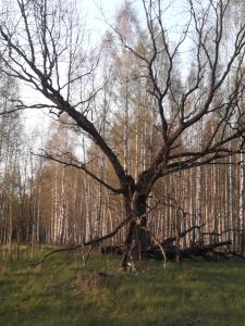 In Nature