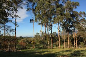 Monte Verde Cabañas & Camping