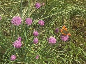 Reich an Himmel - Himmelsreich - Villa in den Bergen auf 1050m
