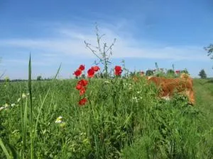 Blota Kral - Treppendorf