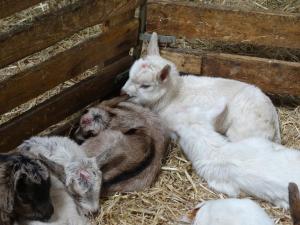 Tentes de luxe FERME DU CAROIRE : photos des chambres