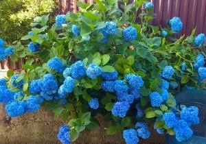 Psyrtskha Guest house - Psysh