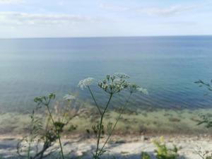 Nordic Bo- strandnahe, gemütliche Ferienhaushälfte in Schwedeneck, Hunde herzlich Willkommen