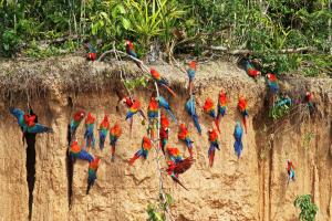 Wasai Tambopata Lodge
