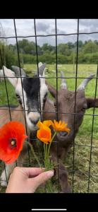 Maison proche Omaha Beach vue imprenable sur haras