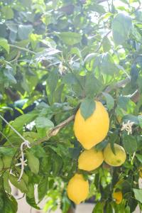 Holiday House Ruocco