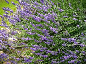 Agriturismo Podere Luchiano