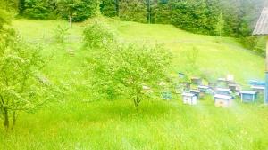 Садиба «Пасіка» відпочинок в Карпатах