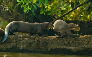Wasai Tambopata Lodge
