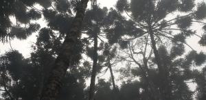 Bosque das Araucárias