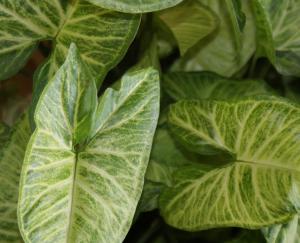 Mountain View Guest House