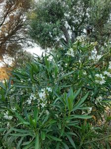 Mini Villa Giuseppina