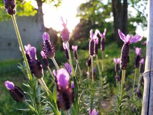 B&B / Chambres d'hotes Maison d'hotes Les Beaux Chenes : photos des chambres