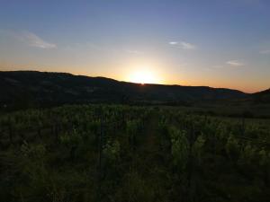 Maisons de vacances Le moulin des vignes : photos des chambres