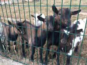 Apartments Laura FARM STAY 