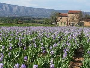 Maisons de vacances Maison Proche d'Aix-en-Provence : photos des chambres