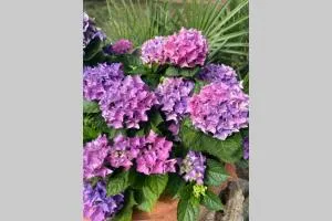 Casetta dei fiori - Antignano