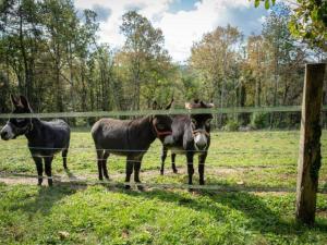 Maisons de vacances Gite Besse, 4 pieces, 6 personnes - FR-1-616-149 : photos des chambres