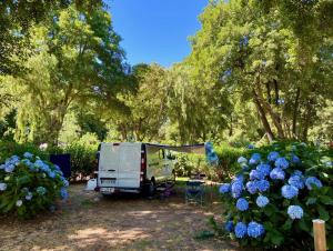 Campings Camping Le Sagone : Emplacement de Camping Vide (Tente non Fournie)