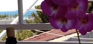 Apartments near the sea Bilo Primošten