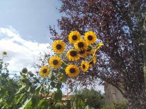 B&B / Chambres d'hotes Les Tournesols : photos des chambres