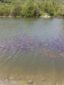 Садиба "У стрийка" Сопіт