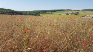 Lovely 2-Bed shepherds hut in a Forest