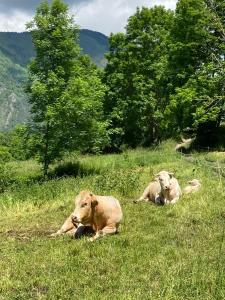 Appartements Magnifique T3 au Pla D Adet (Saint Lary)grand confort entierement refait a neuf avec une vue exceptionnelle sur la vallee : photos des chambres