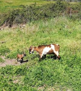 Cork Hills Farmhouse