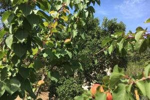 Villas Villa vue sur mer Corse Blanca Casa a PORTICCIO AJACCIO : photos des chambres