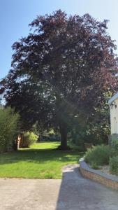 Maisons d'hotes La Victorine : photos des chambres