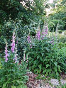 B&B / Chambres d'hotes Suite E Andre Le Domaine Des Jardins De Bracquetuit : photos des chambres