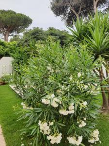 Sole D'oro IUN S4354 img17