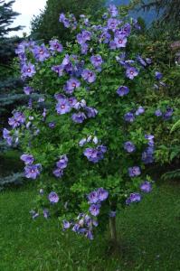 Gästehaus Lödermann