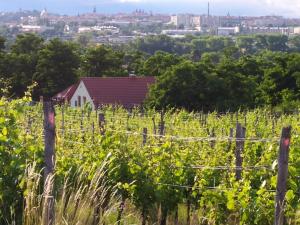 Kateřinský sklípek