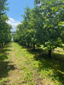 Maisons de vacances maison 10 personnes a la campagne dans une ferme fruitiere uniquement a la semaine : photos des chambres