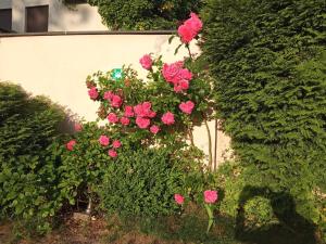 Iwona Hostel - Budget Rooms with Private Bathrooms