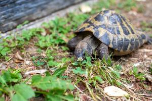 Lonis Place Apartments